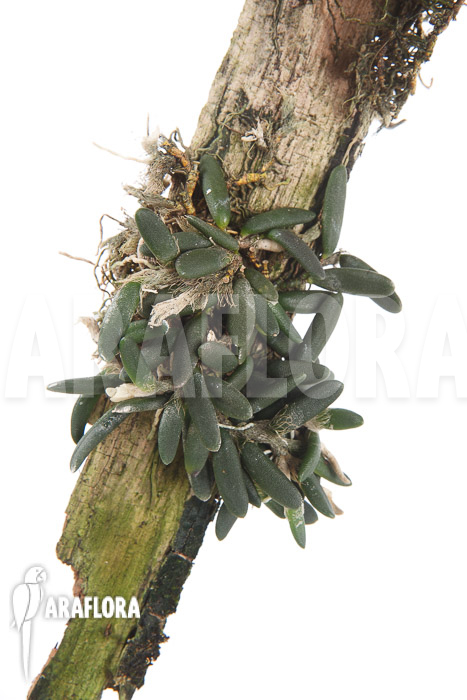 Dockrillia prenticei