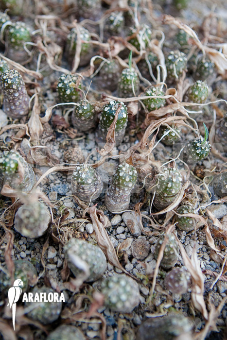 Dorstenia crispa var lancifolia