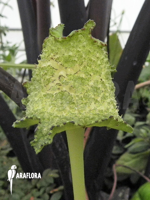 Flower Dorstenia elata