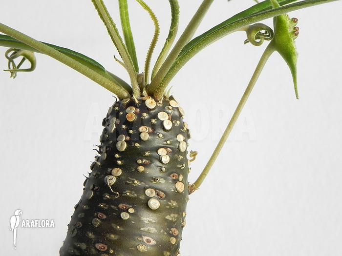 Dorstenia lancifolia