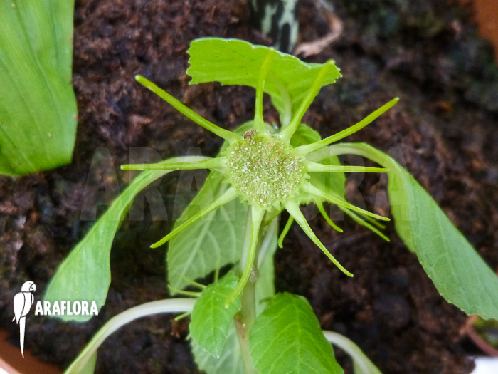 Dorstenia zanzibarica