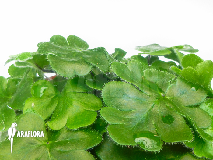 Doryopteris cordata ‘Antenna fern’