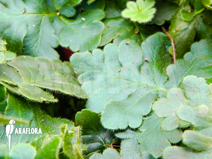 Doryopteris cordata ‘Antenna fern’