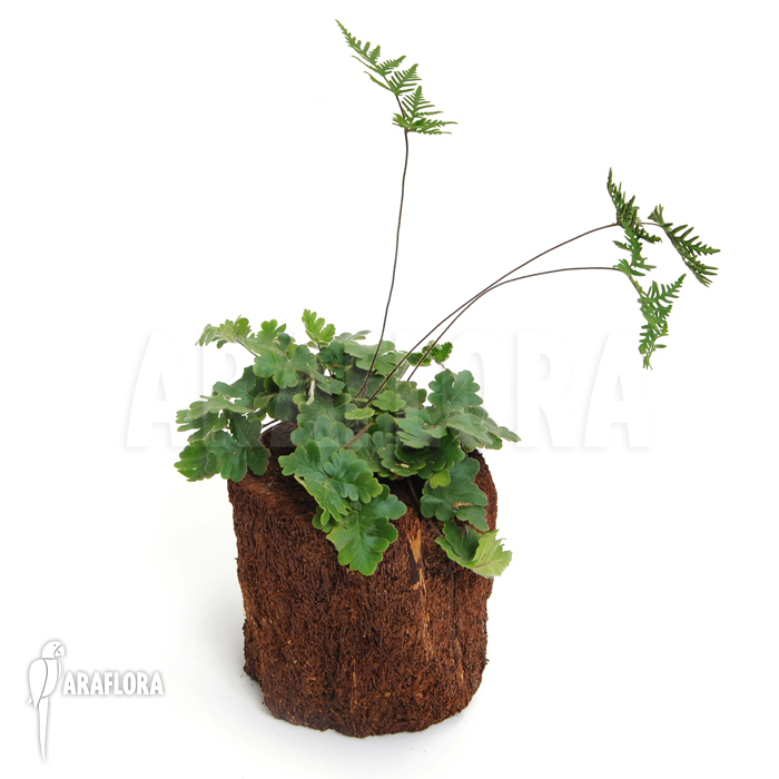 Doryopteris cordata ‘Antenna fern’