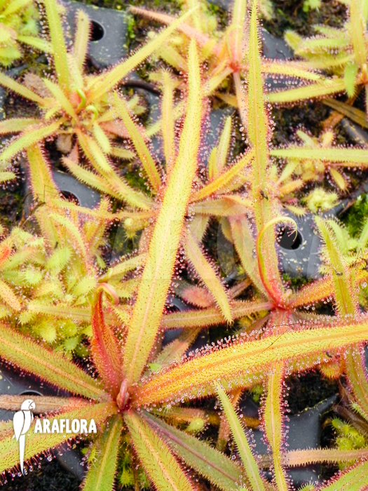 Drosera adelae