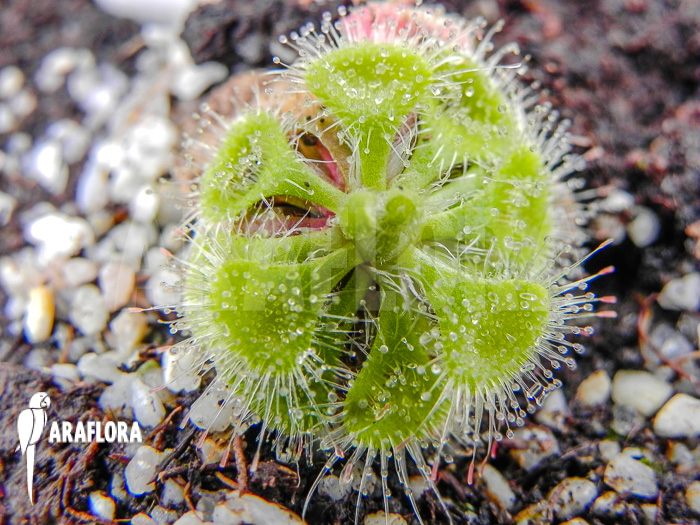 Drosera burmannii