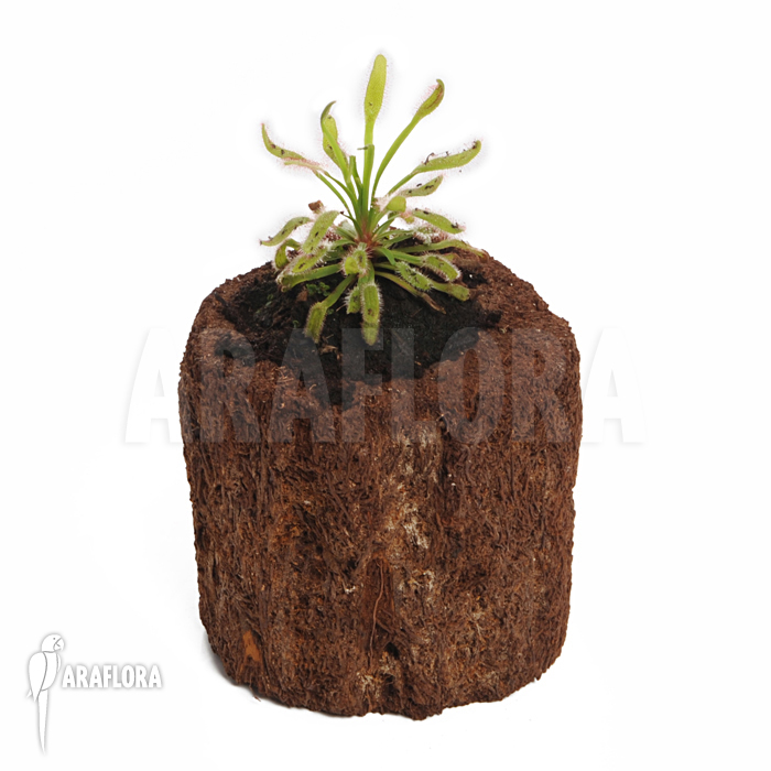 Drosera capensis ‘Wide leaf’