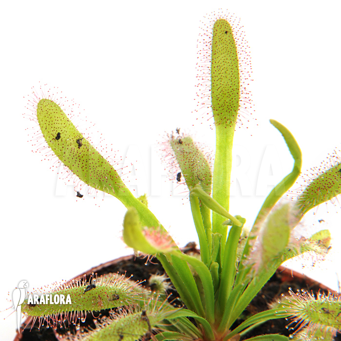Drosera capensis ‘Wide leaf’