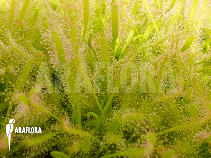Drosera capensis ‘Alba field’