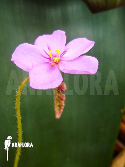 Drosera capensis flower