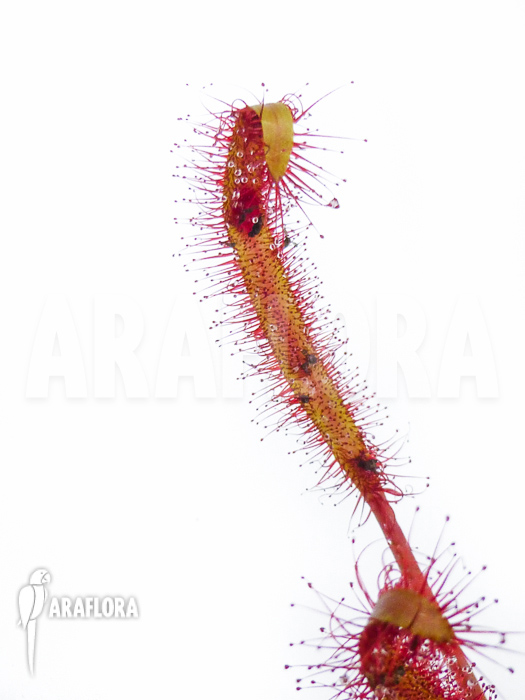 Drosera capensis ‘Red’