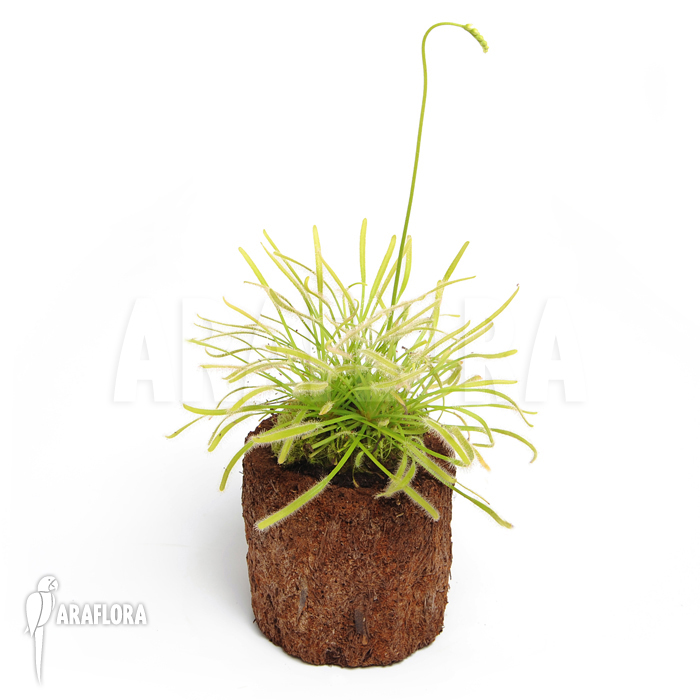 Drosera capensis ‘Alba’