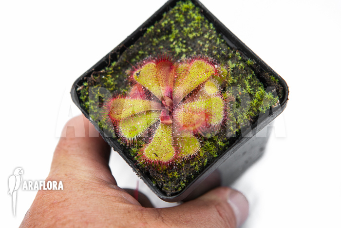 Drosera cuneifolia ‘S’