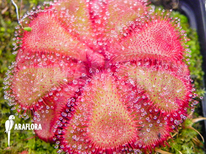 Drosera cuneifolia ‘S’
