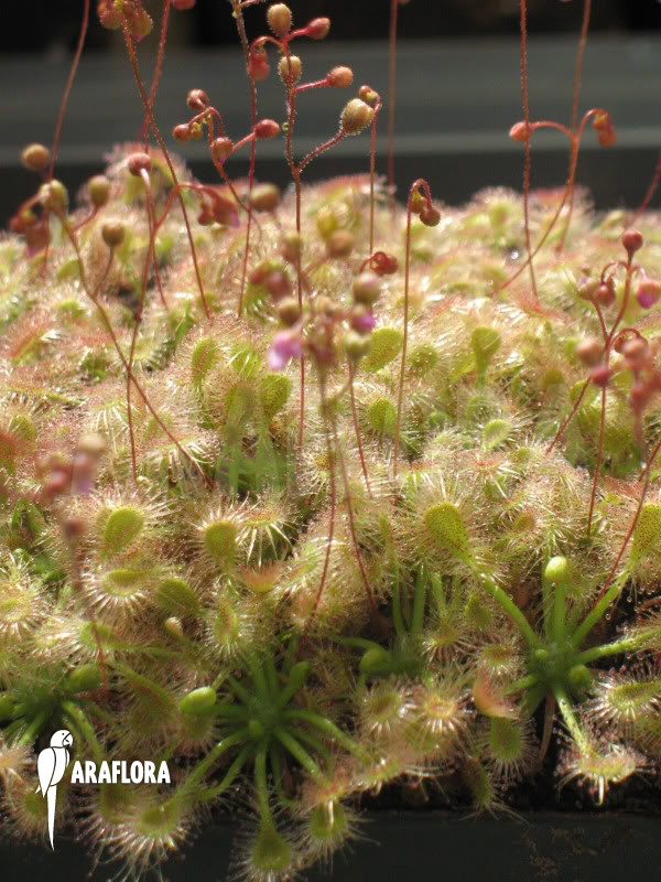 Drosera ericksoniae