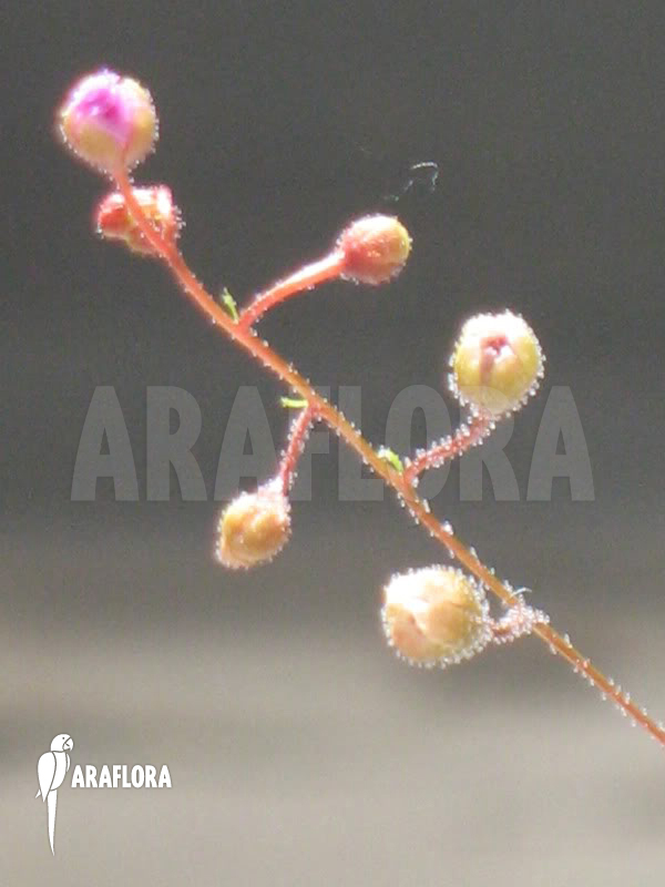 Drosera ericksoniae
