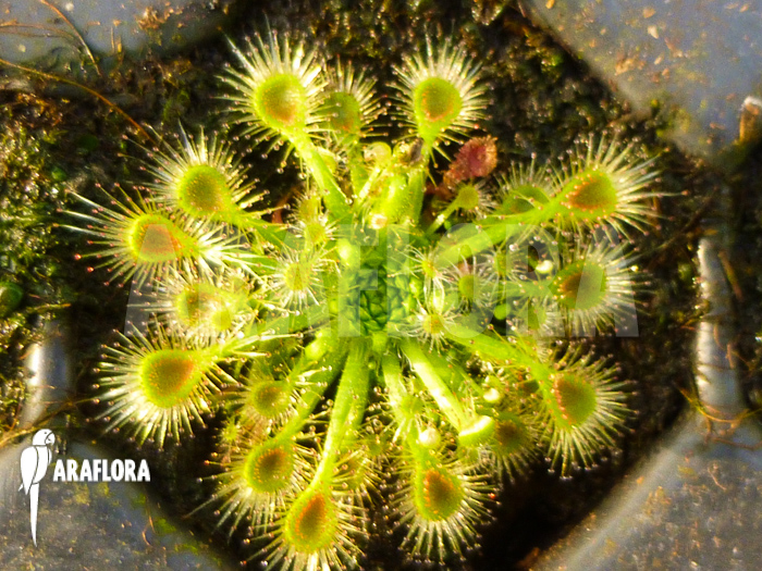 Drosera ericksoniae