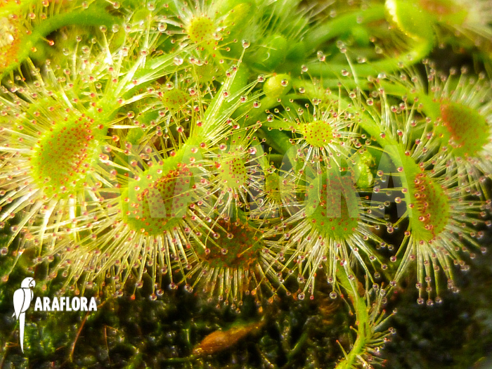 Drosera ericksoniae