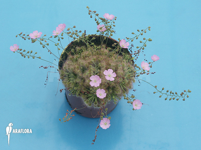 Drosera ericksoniae x ‘Pulchella’