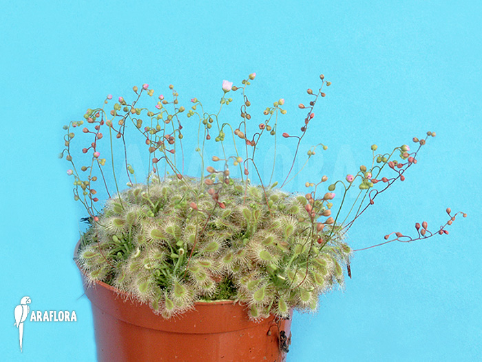Drosera ericksoniae x ‘Pulchella’