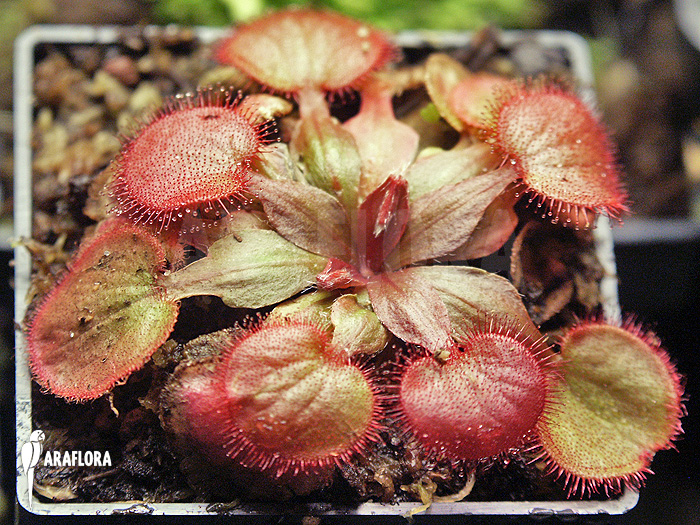 Drosera falconeri