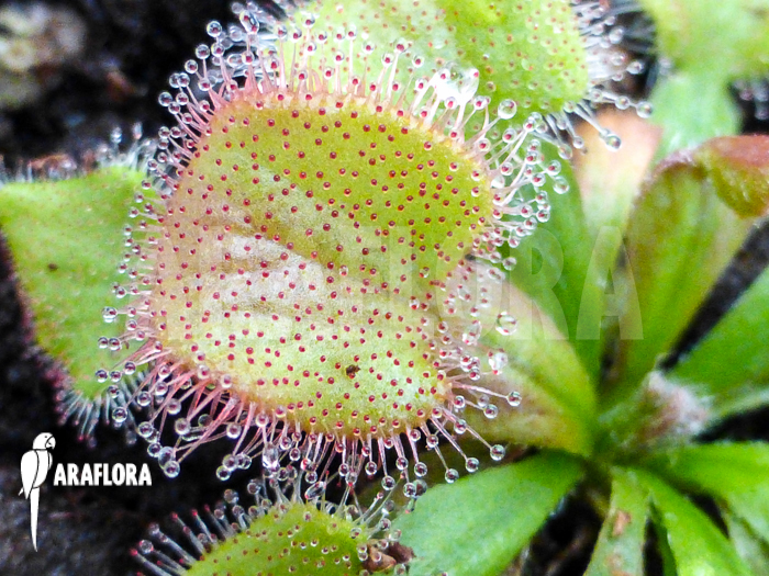 Drosera falconeri