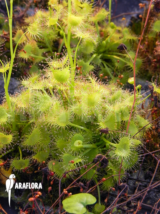 Drosera hookerii
