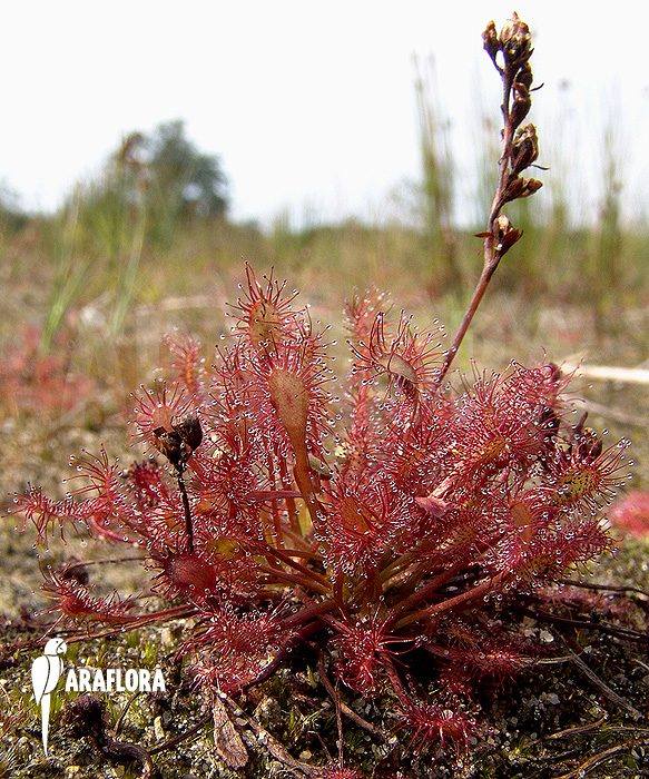 Drosera intermedia