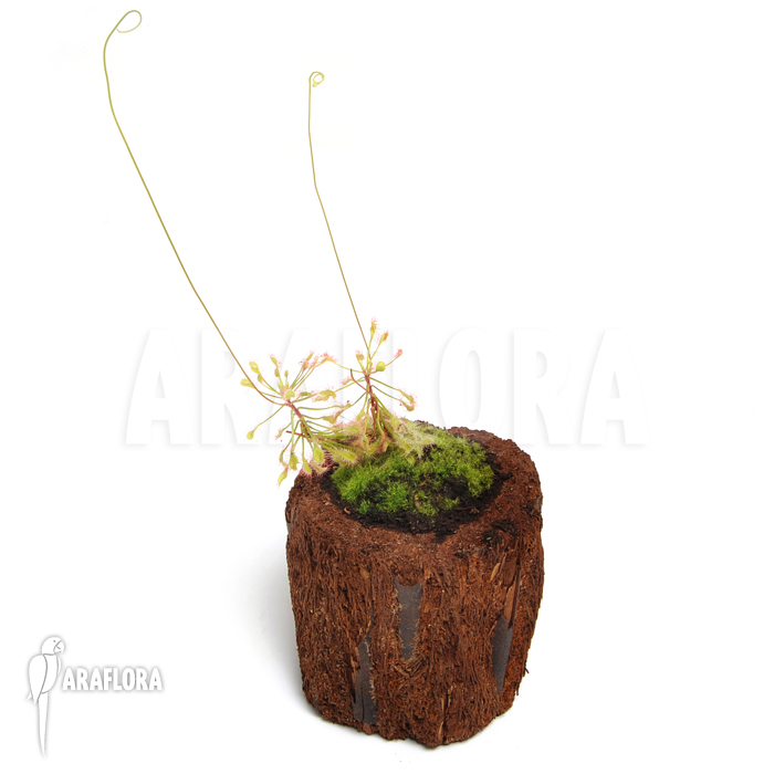 Drosera madagascariensis