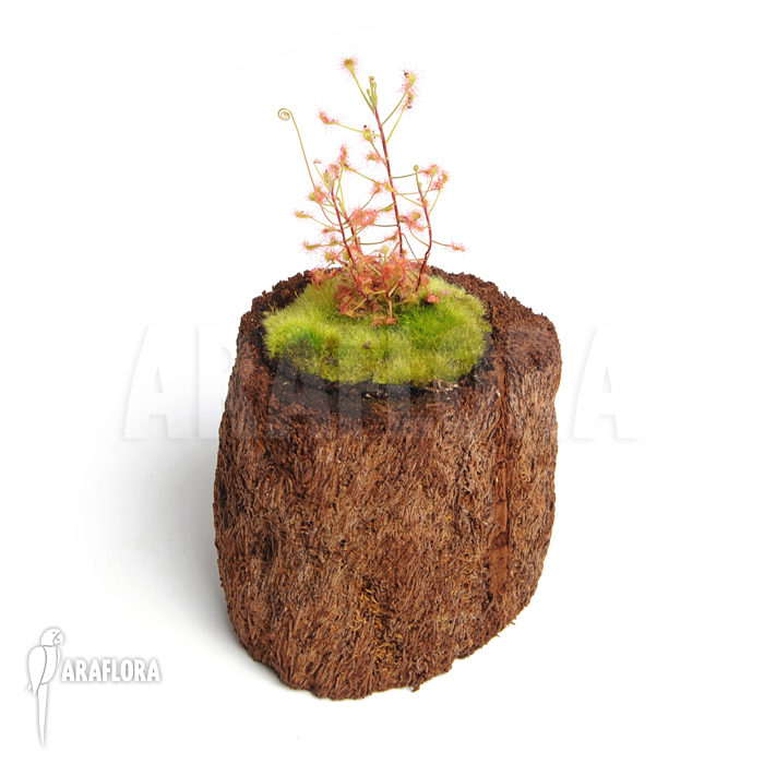 Drosera madagascariensis