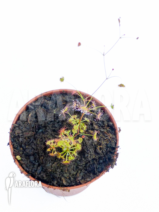 Drosera moorei