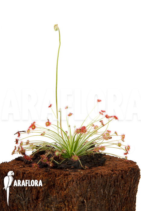 Drosera paradoxa ‘S’
