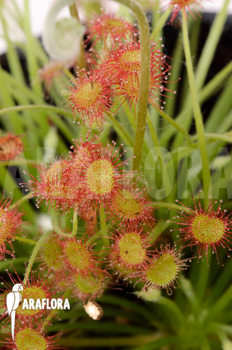 Drosera paradoxa ‘S’
