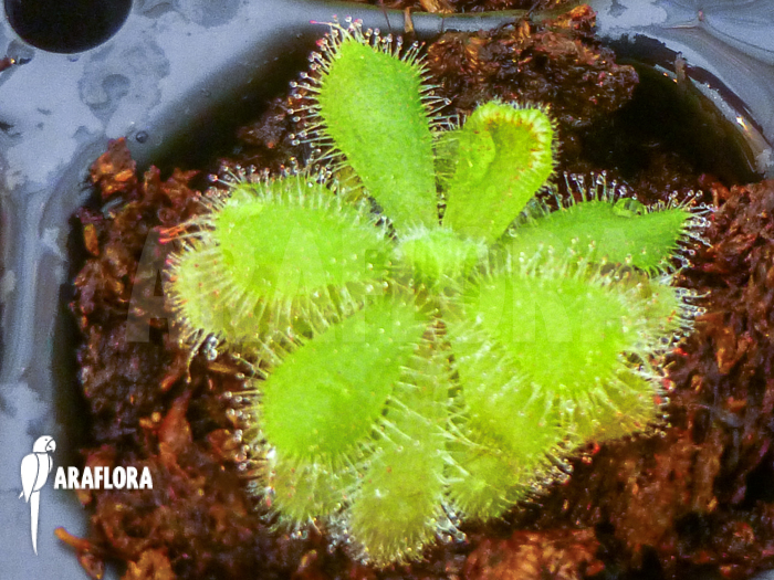 Drosera pauciflora