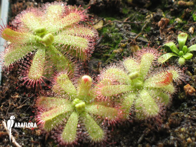 Drosera pauciflora