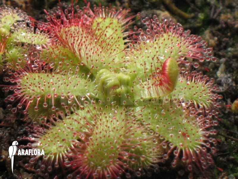 Drosera pauciflora