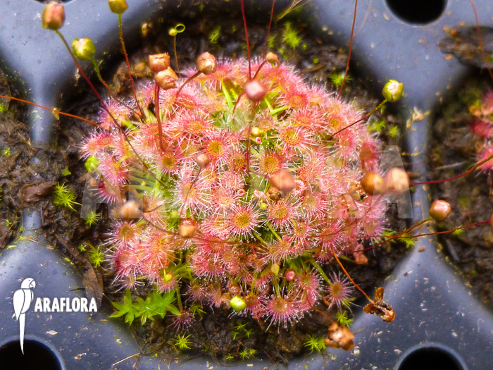 Drosera pygmaea