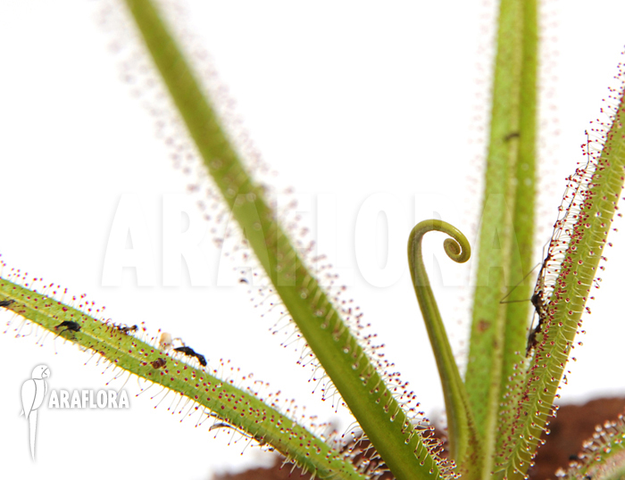 Drosera regia