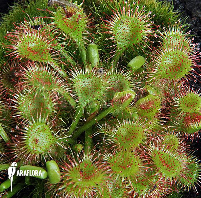 Drosera rotundifolia