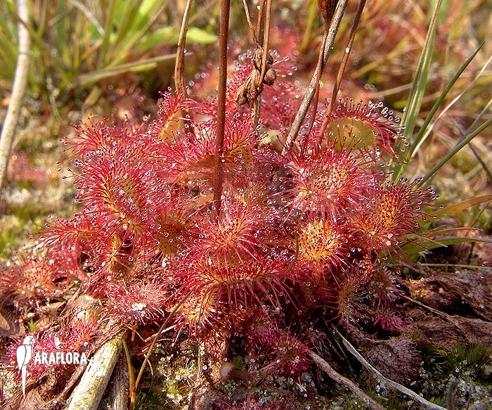 Drosera rotundifolia in natural habitat