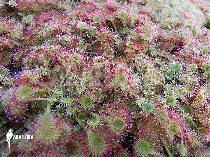 Drosera rotundifolia