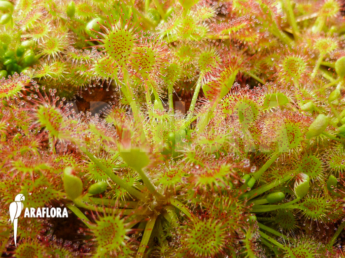 Drosera rotundifolia