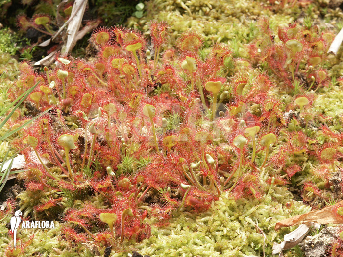 Drosera rotundifolia ‘XL’