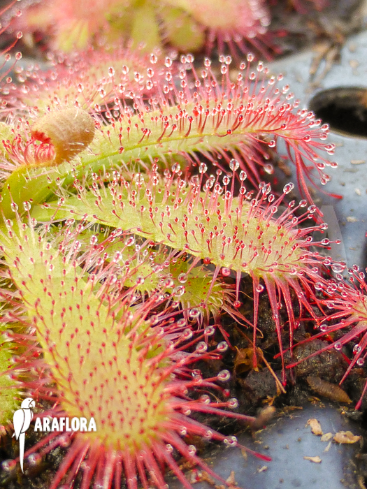 Drosera trinervia Starter