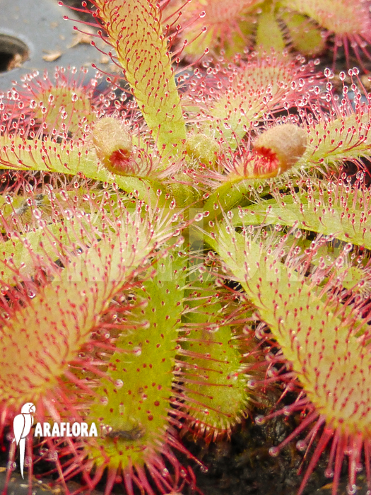 Drosera trinervia Starter