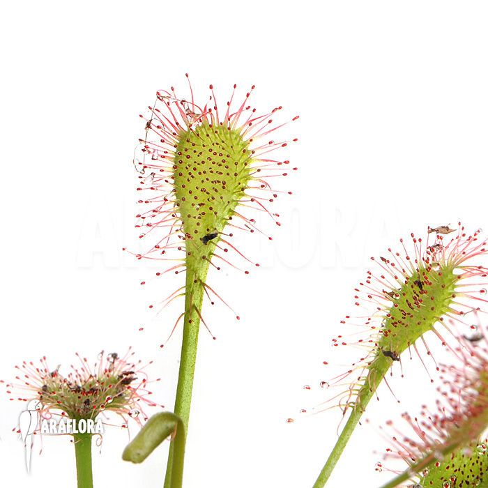 Drosera x beleziana