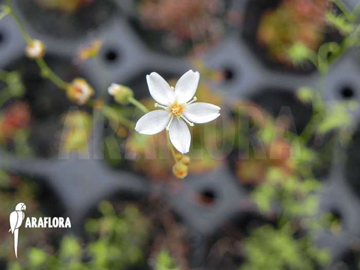 Drosera yilgarnensis