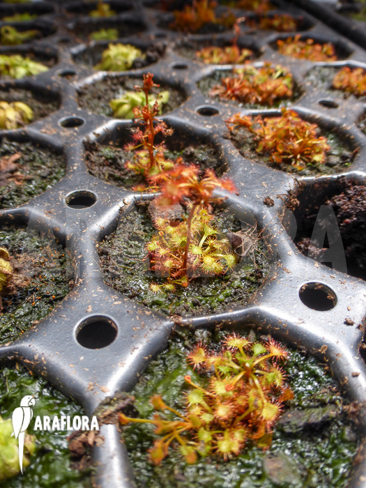 Drosera yilgarnensis