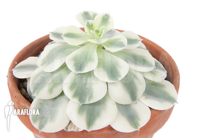 Echeveria ‘Compton Carousel’