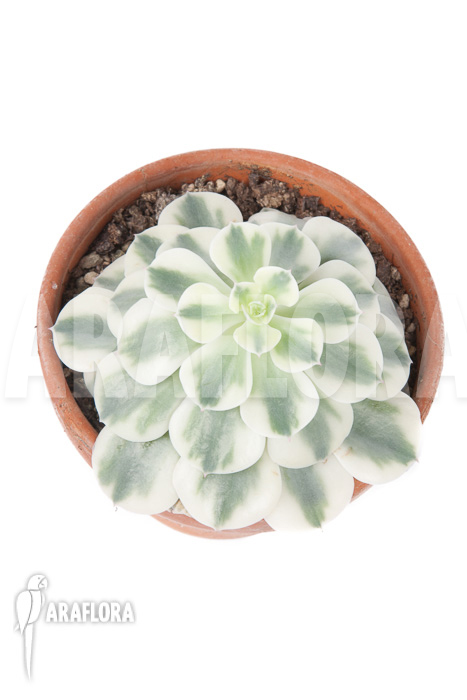 Echeveria ‘Compton Carousel’